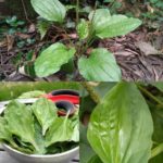Llantén de Hoja Ancha: La Farmacia Silvestre a Tus Pies