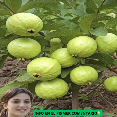 Árbol de Guayaba