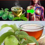 9 Enfermedades que se curan con té de hojas de guayaba (Cómo prepararlo)