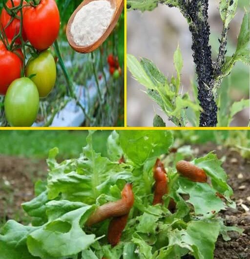 ¡Bicarbonato de Sodio en el Jardín! 10 Usos Ingeniosos para un Huerto Saludable