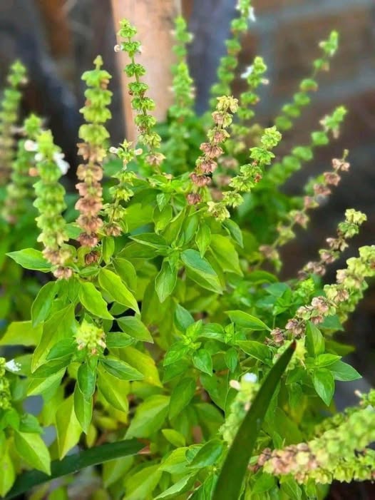 Plantas de albahaca