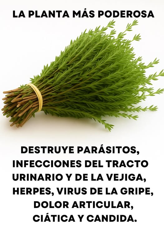 Hojas verdes de planta medicinal