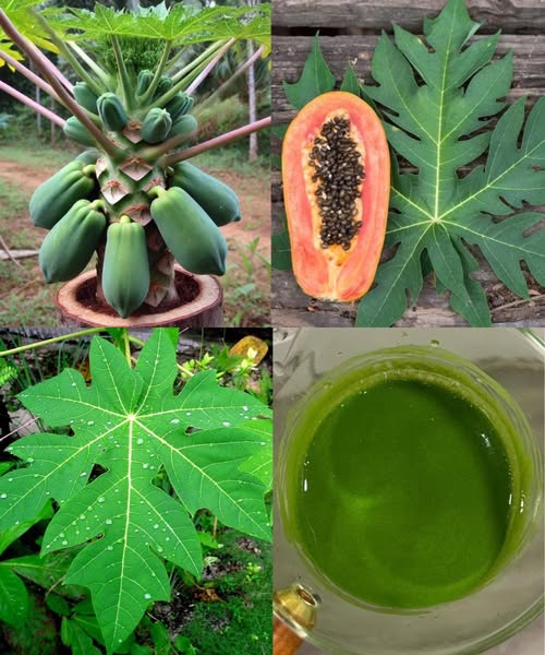 Hojas de papaya y otros elementos