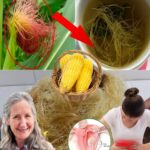 El Poder Oculto del Cabello de Maíz: Remedios Naturales para Tu Bienestar