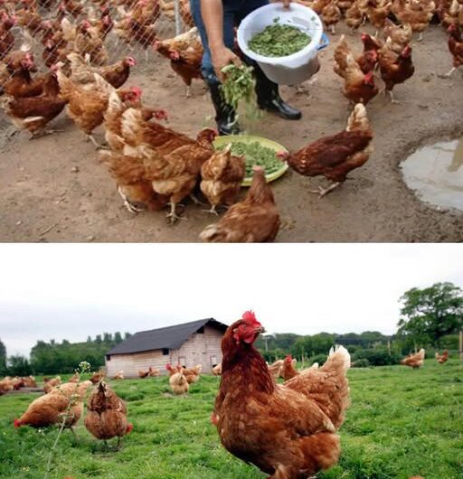 Usos de la Planta de Moringa en la Avicultura: Beneficios y Cómo Utilizarla