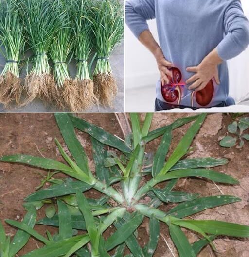 El Poder Oculto del Pasto de Ganso: La Maravilla Sin Pretensiones de la Naturaleza