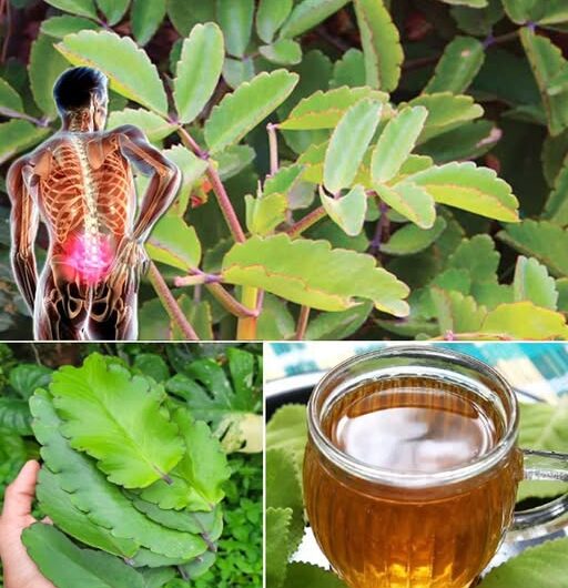 La Kalanchoe Pinnata: La Planta Milagrosa de Tu Jardín