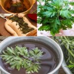 El Ajenjo: La Planta Milagrosa que Transformará tu Jardín y tu Salud