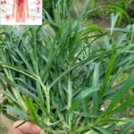 El Poder Oculto del Pasto de Cangrejo: Remedios Naturales para la Salud