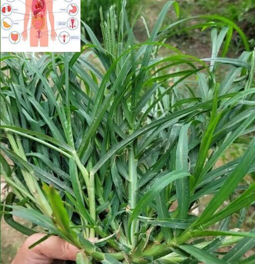 El Poder Oculto del Pasto de Cangrejo: Remedios Naturales para la Salud
