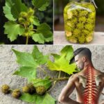 Beneficios del Plátano de Sombra: Más Valioso que el Oro