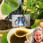 Planta Milagrosa: El Remedio Natural Que Mejora la Visión y Aleja a los Pacientes de los Oftalmólogos