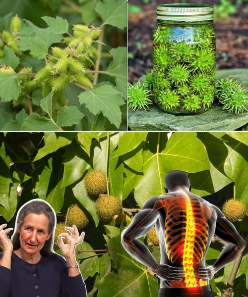 Planta medicinal para remedios naturales