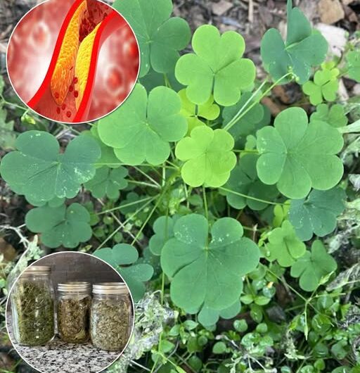 Trébol de Cuatro Hojas: Beneficios y Usos para la Buena Suerte y la Salud