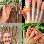 La Bardana: Una Planta que Podría Cambiar el Futuro de la Medicina Natural