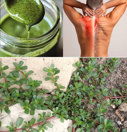 ¡Descubre la Verdolaga! 8 Razones para Cultivarla en Tu Jardín