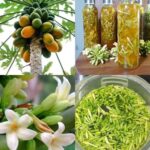12 Increíbles Beneficios para la Salud de las Flores de Papaya
