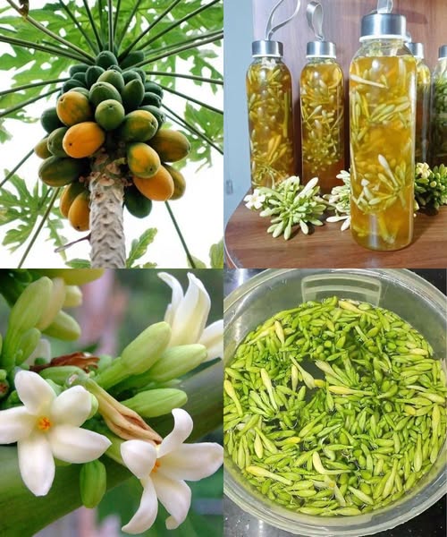 Flores de papaya en conserva
