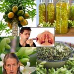 12 Increíbles Beneficios para la Salud de las Flores de Papaya
