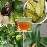 Las Cuatro Hojas que Pueden Transformar tu Salud: Adiós a la Diabetes, Cáncer y Más Sin Pastillas