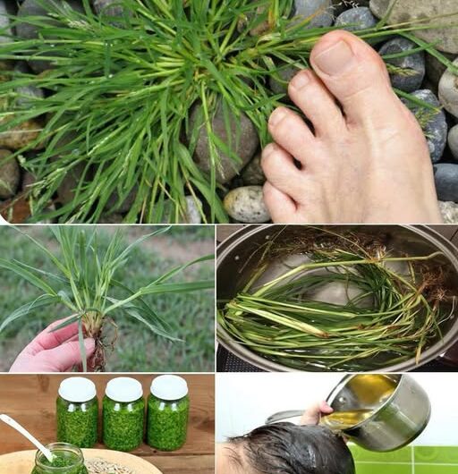 El Tesoro de la Naturaleza: Beneficios y Usos de la Hierba de Cebolla