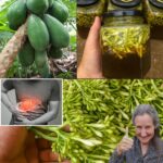Propiedades Medicinales de las Flores de Papaya Remojadas en Miel