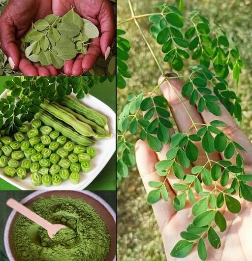 La Moringa: La Planta Común Que Podría Valer Una Fortuna