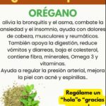 Beneficios del Orégano para la Salud y Cómo Usarlo