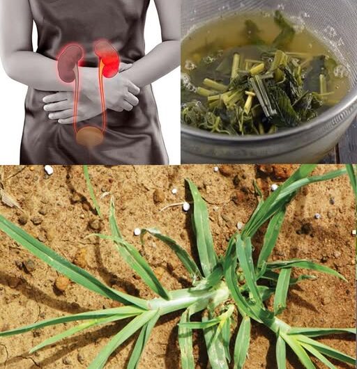 Remedios Naturales para la Salud Renal: La Importancia de las Hierbas