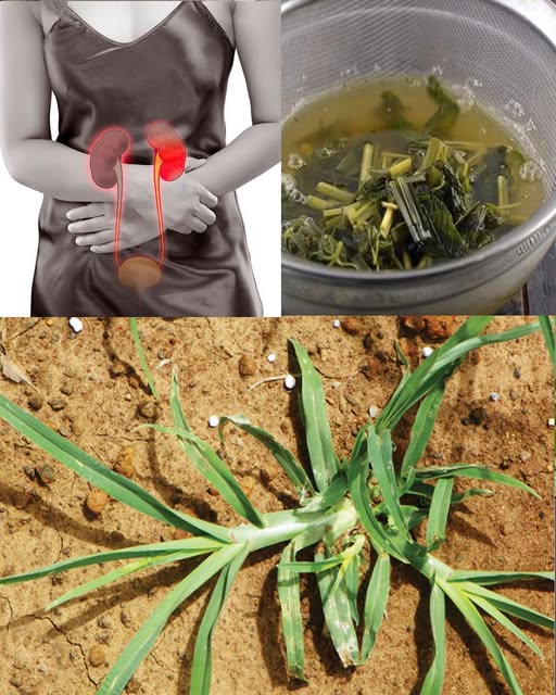 Remedios naturales para la salud renal
