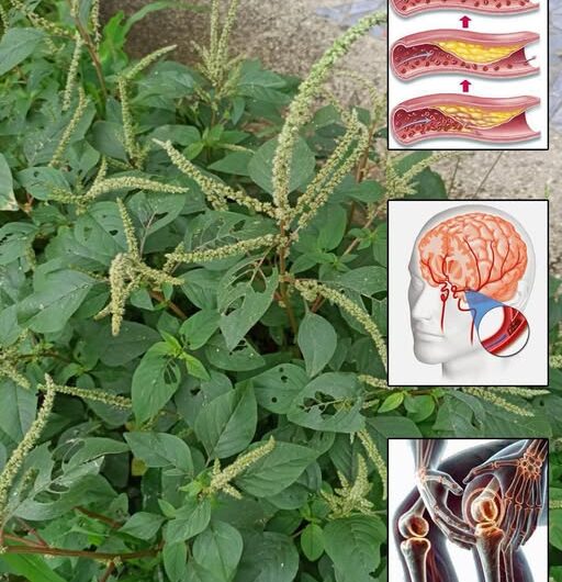 Amaranto: La Planta Milagrosa para Mejorar tu Salud