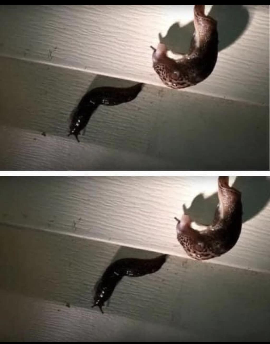 Babosas interaccionando sobre una pared