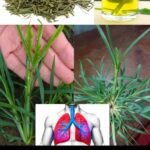 La Sabiduría de las Plantas Medicinales: Infusiones y Remedios para el Bienestar