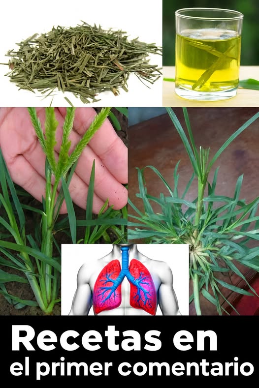 Elementos de plantas medicinales