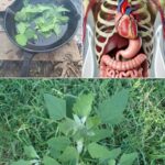 El Poder Oculto de la Hierba de Cordero: La Maravilla Sin Pretensiones de la Naturaleza