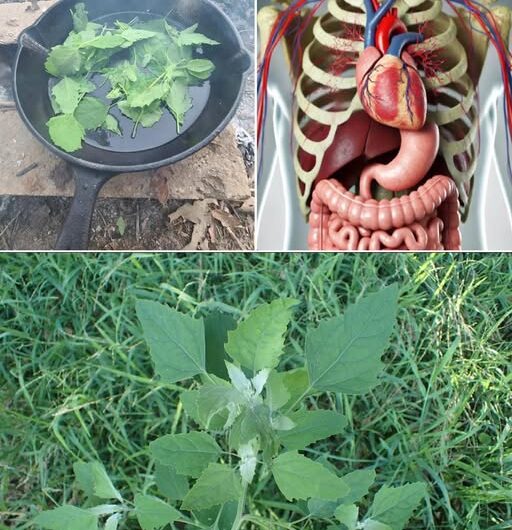 El Poder Oculto de la Hierba de Cordero: La Maravilla Sin Pretensiones de la Naturaleza