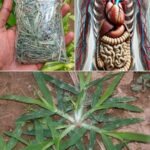 Descubre el Poder de las Plantas Medicinales en tu Patio Trasero