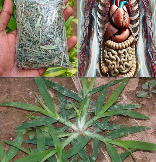 Descubre el Poder de las Plantas Medicinales en tu Patio Trasero