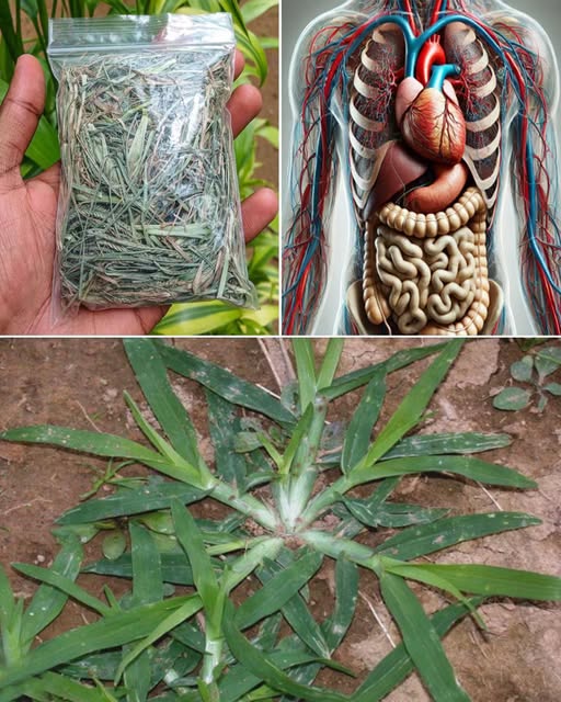 Plantas Medicinales