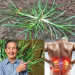 La Planta Milagrosa para la Salud Renal y Alivio del Dolor Espalda