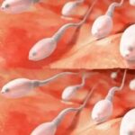 El Semen y su Impacto en la Salud Reproductiva