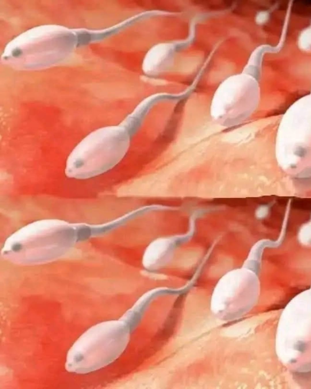 Espermatozoides en el cuerpo humano