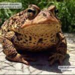 El Significado Oculto de los Sapos: ¿Por Qué Aparecen en Tu Hogar?