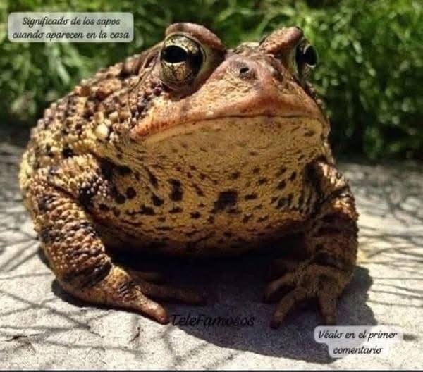 Sapo en casa
