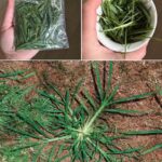 El Diente de León: La Planta Milagrosa del Jardín