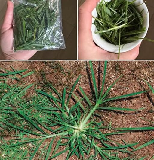 El Diente de León: La Planta Milagrosa del Jardín