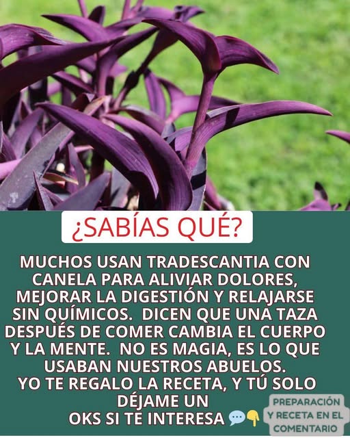 Hojas de Tradescantia
