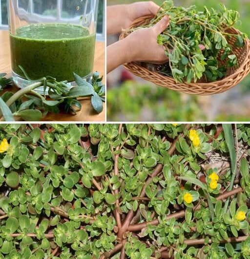 Descubre los Beneficios del Verdolaga: Una Planta que Supera a la Carne