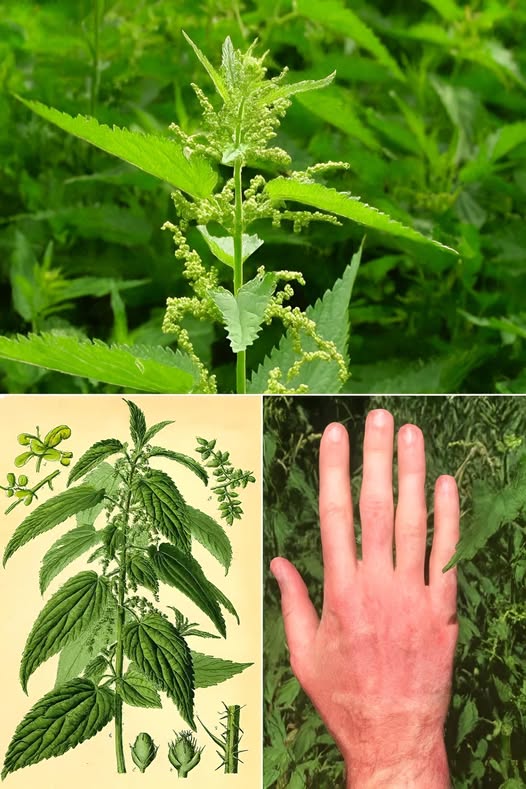 Imagen de la planta de ortiga