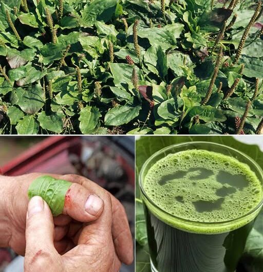 El Poder Oculto de Plantago Major: La Maravilla Sin Pretensiones de la Naturaleza